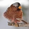 Gray-crowned Rosy-Finch